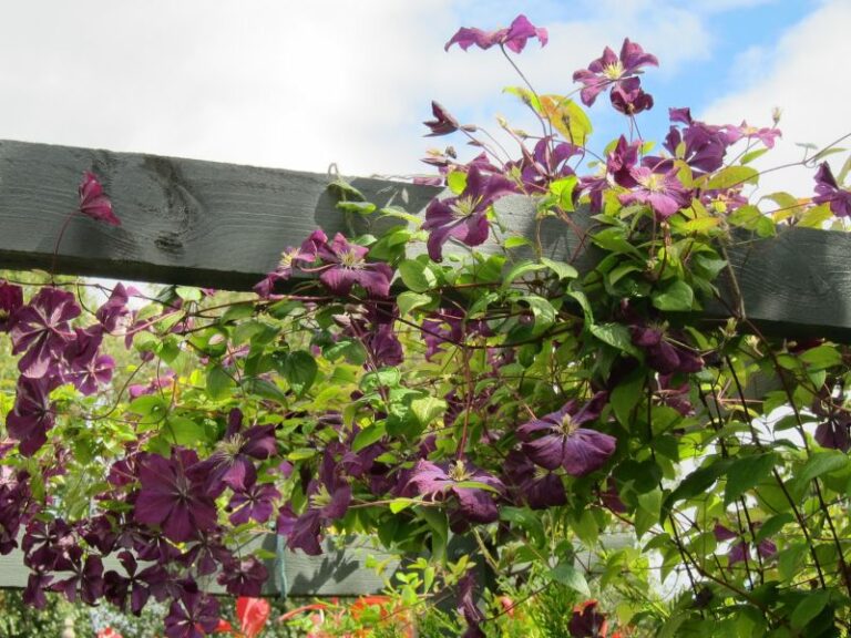 clematis